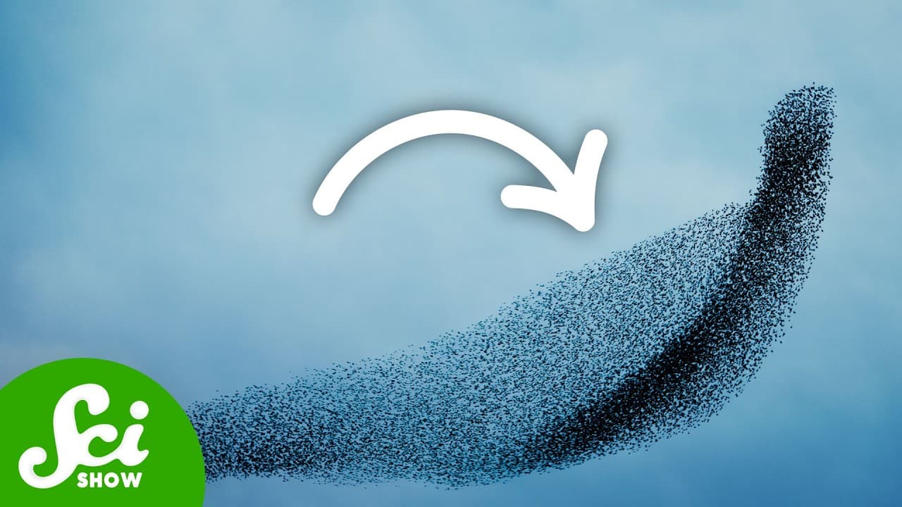 The BONKERS Physics of Animal Swarms (Not Clickbait)