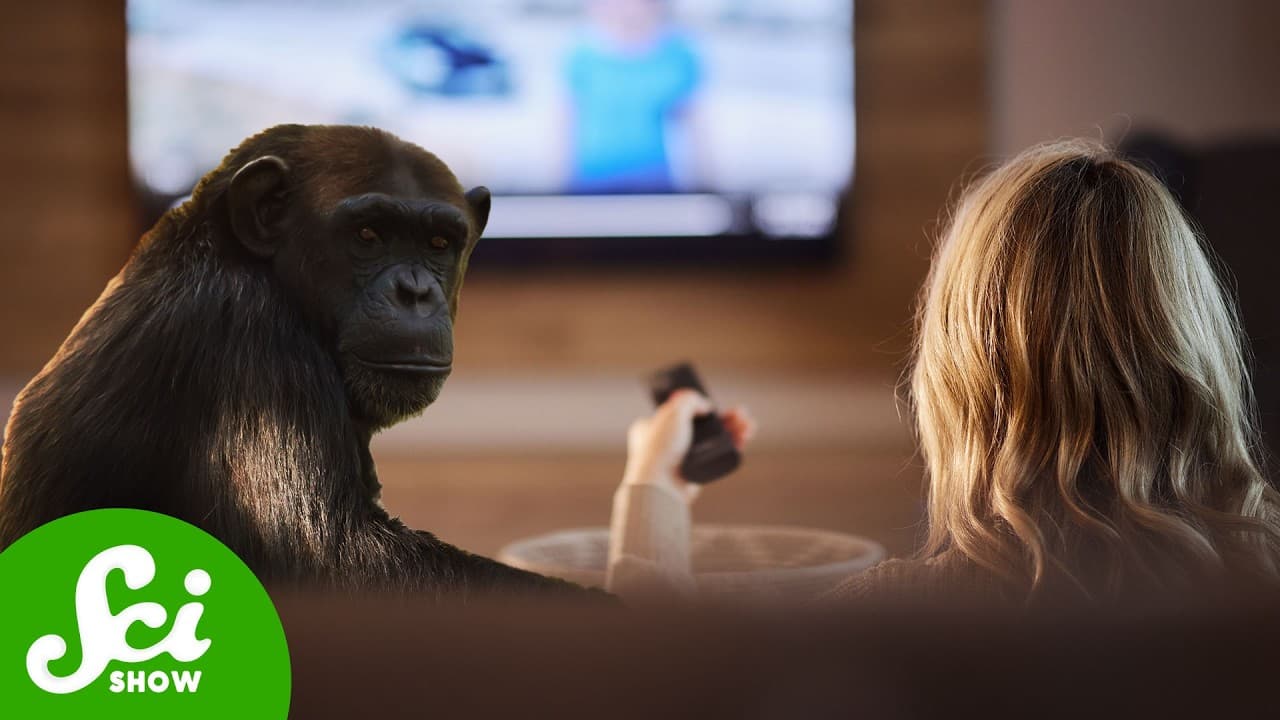 Chimps Love "People Watching" Too