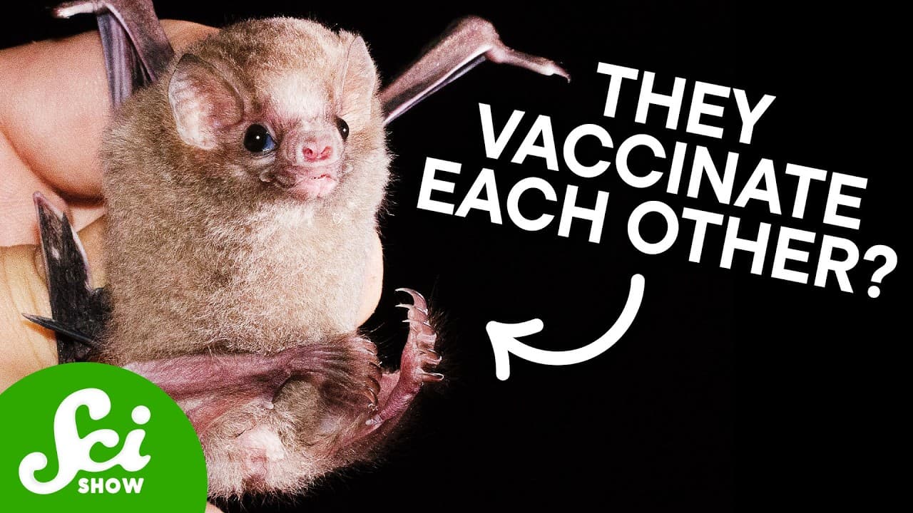 Bats Can Vaccinate Themselves Against Rabies