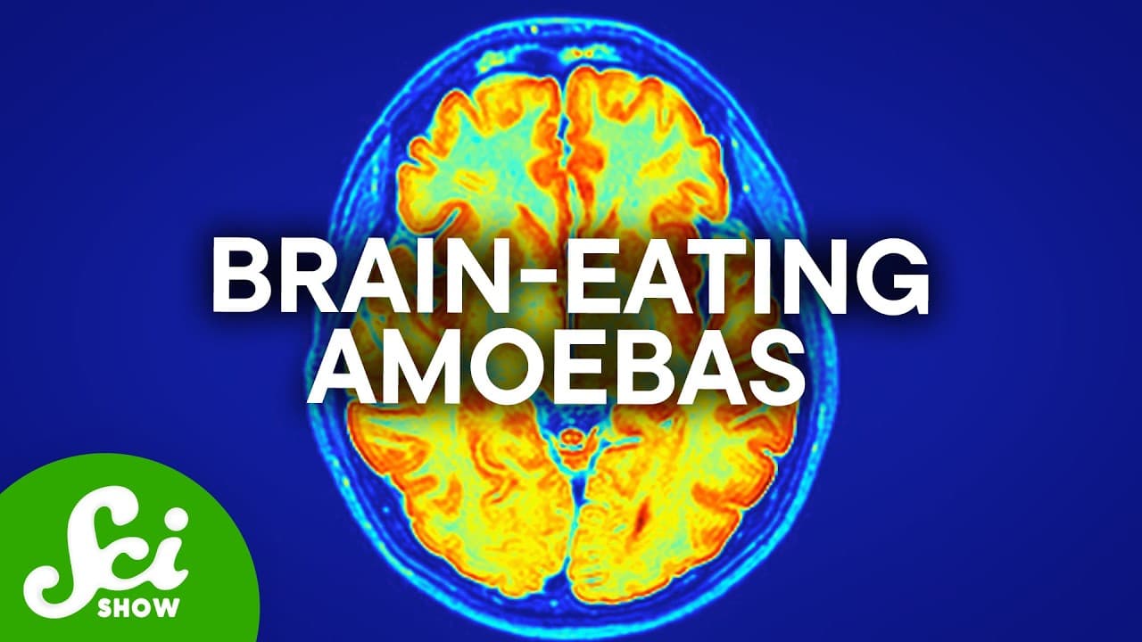 How Worried Do You Need To Be About Brain Eating Amoebas