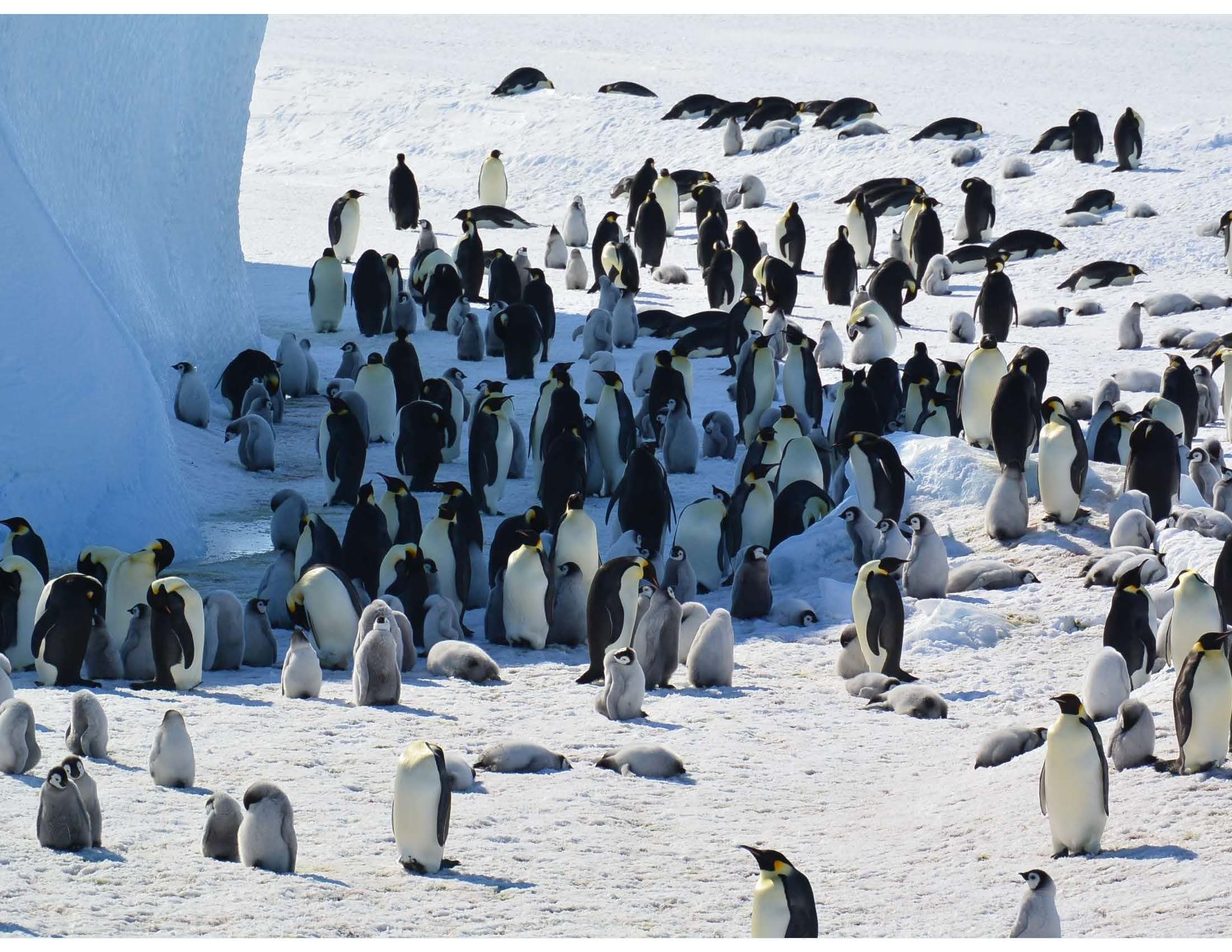Emperor penguin and Antarctic fur seal now Endangered due to climate change – IUCN Red List (via iucn.org)